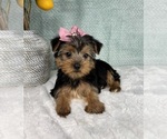 Small Photo #3 Yorkshire Terrier Puppy For Sale in FRANKLIN, IN, USA