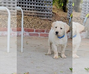 Labrador Retriever Puppy for sale in GRASS VALLEY, CA, USA