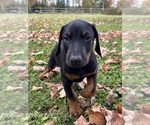 Small #8 Doberman Pinscher