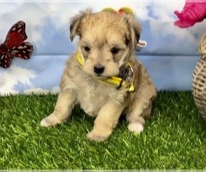 Morkie Puppy for sale in CASSVILLE, MO, USA