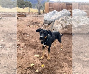 Zena - Female Labrador Retriever-Unknown Mix Dog for Adoption - Photo #2