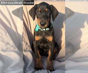 Doberman Pinscher Puppy for sale in POMEROY, OH, USA