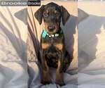 Image preview for Ad Listing. Nickname: Brooke