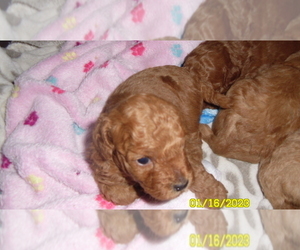 Poodle (Toy) Puppy for sale in DULUTH, GA, USA