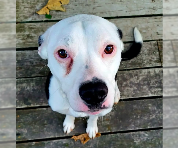 Medium Photo #2 American Bulldog-Unknown Mix Puppy For Sale in Decatur, GA, USA