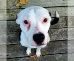 Small #1 American Bulldog Mix