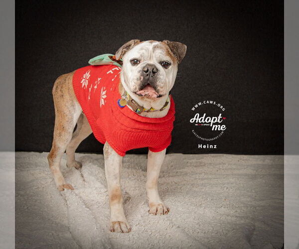 Medium Photo #1 Bulloxer Puppy For Sale in Salt Lake City, UT, USA