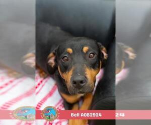Black and Tan Coonhound-Unknown Mix Dogs for adoption in Mobile, AL, USA