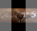 Small #8 Engatzu Spaniel-Frenchie Pug Mix