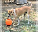 Small #4 Catahoula Leopard Dog Mix