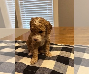 Cavapoo Puppy for sale in WASHINGTON, IN, USA