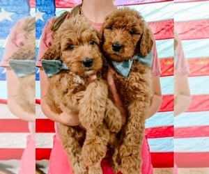 Goldendoodle Puppy for Sale in TEMPLE, Georgia USA