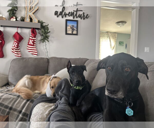 Medium Photo #7 Doberman Pinscher Puppy For Sale in Minneaoplis, MN, USA