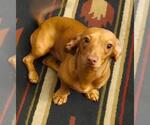 Small Dachshund