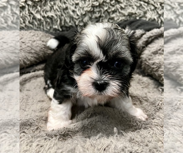 Medium Photo #24 Zuchon Puppy For Sale in RENO, NV, USA