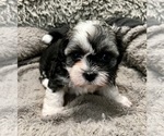 Puppy Mookie Zuchon