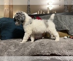 Small Photo #6 Poodle (Standard) Puppy For Sale in HENRY, VA, USA