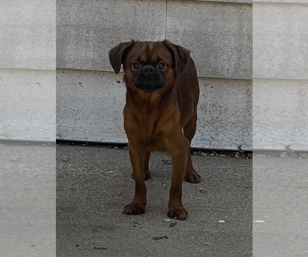 Medium Photo #1 Brussels Griffon Puppy For Sale in CHICAGO, IL, USA