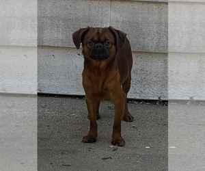 Brussels Griffon Puppy for sale in CHICAGO, IL, USA