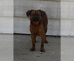 Image preview for Ad Listing. Nickname: Smooth coat