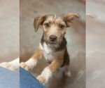 Small #1 Mutt