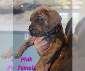 Medium Cane Corso