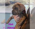 Puppy 2 Cane Corso