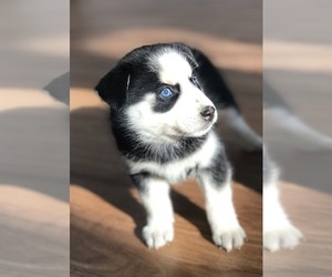 Pomsky Puppy for sale in SULLIVAN, IL, USA