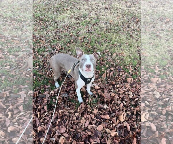 Medium Photo #4 American Pit Bull Terrier-Unknown Mix Puppy For Sale in Germantown, OH, USA
