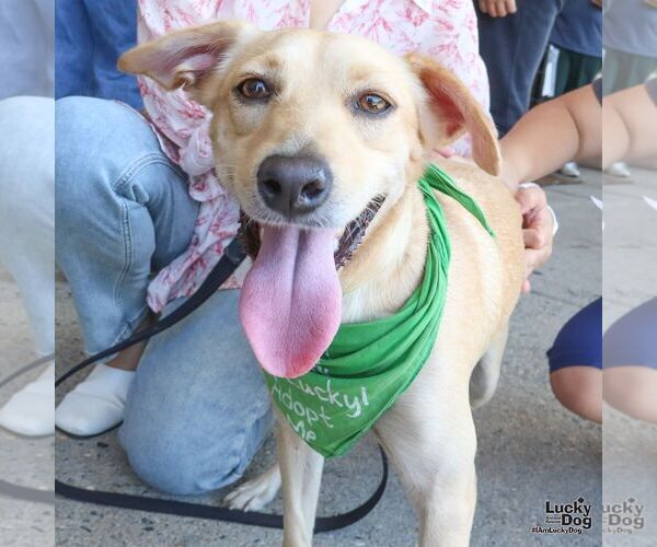 Medium Photo #6 Labrador Retriever-Retriever  Mix Puppy For Sale in Washington, DC, USA