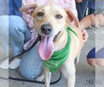 Small #5 Labrador Retriever-Retriever  Mix