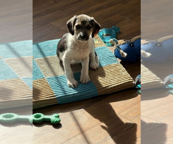 Medium Photo #2 Beagle-Unknown Mix Puppy For Sale in Springdale, PA, USA