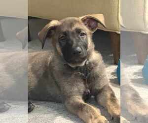 German Shepherd Dog Dogs for adoption in Gretna, NE, USA