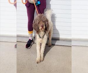 Poodle (Standard)-Unknown Mix Dogs for adoption in Louisville, KY, USA