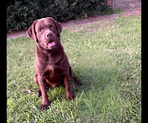 Father of the Labrador Retriever puppies born on 11/17/2025