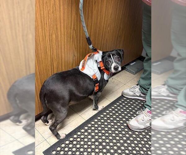 Medium Photo #1 Mutt Puppy For Sale in Stockton, CA, USA