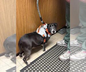 Mutt Dogs for adoption in Stockton, CA, USA