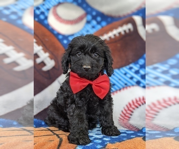 Medium Photo #1 Cocker Spaniel-Poodle (Miniature) Mix Puppy For Sale in NOTTINGHAM, PA, USA