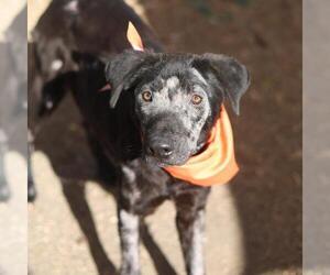 Labrador Retriever-Unknown Mix Dogs for adoption in San Antonio, TX, USA