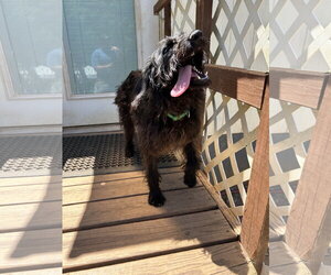 Miley May 26 - Female Miniature Labradoodle Dog for Adoption - Photo #5