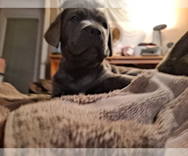 Medium Photo #9 Cane Corso Puppy For Sale in MEDARYVILLE, IN, USA