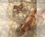 Small Photo #33 Rhodesian Ridgeback Puppy For Sale in MORONGO VALLEY, CA, USA