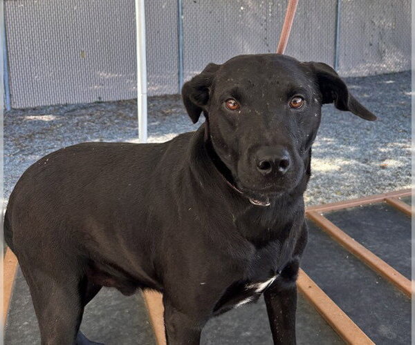 Medium Photo #1 Labrador Retriever Puppy For Sale in Palmetto, FL, USA