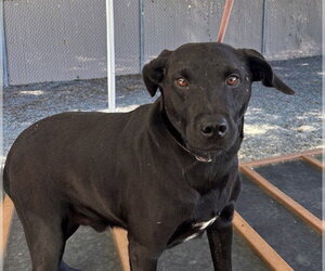 Labrador Retriever Dogs for adoption in Palmetto, FL, USA