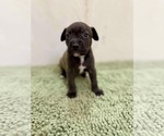Small #4 American Staffordshire Terrier-Labrador Retriever Mix