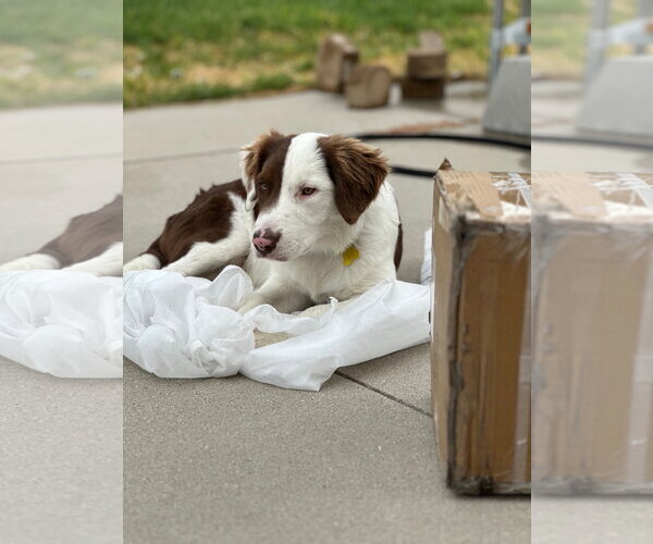 Medium Photo #8 Border Collie-Unknown Mix Puppy For Sale in Sandy, UT, USA