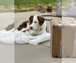 Small #7 Border Collie Mix