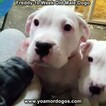 Small Photo #157 Dogo Argentino Puppy For Sale in PINEVILLE, MO, USA