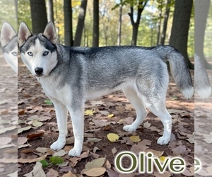 Mother of the Siberian Husky puppies born on 10/29/2025