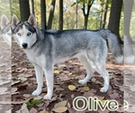 Small Photo #1 Siberian Husky Puppy For Sale in MOORCROFT, WY, USA